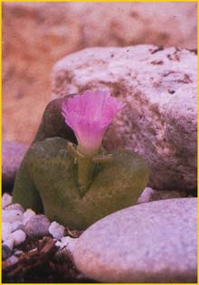    ( Ophthalmophyllum praesectum )