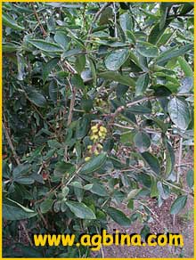   ( erberis mitifolia )