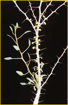   ( Fouquieria columnaris )