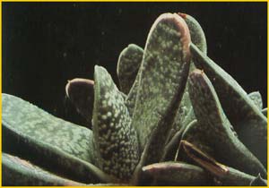   ( Gasteria brevifolia )