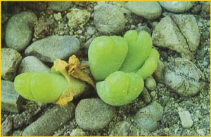    ( Gibbaeum cryptopodium )