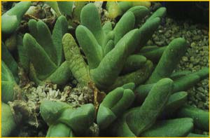  ( Gibbaeum fissoides )
