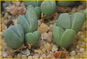   ( Gibbaeum petrense / tischleri )