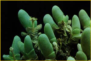   ( Gibbaeum pubescens )