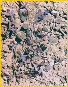   ( Argyrolobium trigonelloides ) Flore de lIran