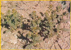   .  ( Arnebia decumbens ssp. macrocalyx ) Flore de lIran 