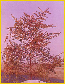   ( Artemisia scoparia ) Flore de lIran