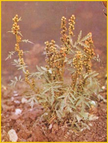   ( Artemisia tournefortiana ) Flore de lIran