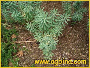   ( Euphorbia glauca )
