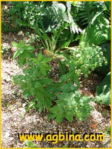   ( Euphorbia oblongifolia )