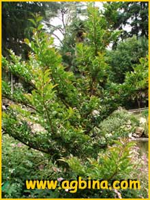    ( Eurya japonica )