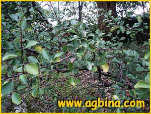   ( Cercocarpus betuloides )