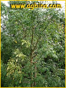   ( Fraxinus latifolia )