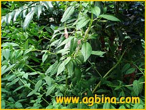    ( Fuchsia magellanica )