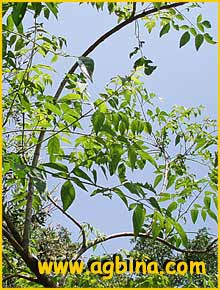   ( Millingtonia hortensis )