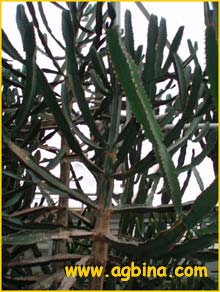   ( Euphorbia erythraea )