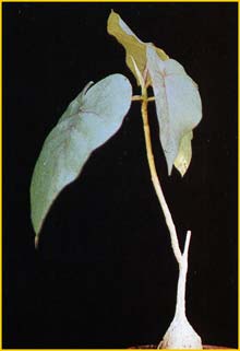    ( Ficus petiolaris )
