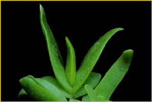   ( Glottiphyllum latifolium )