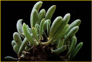    ( Othonna clavifolia )