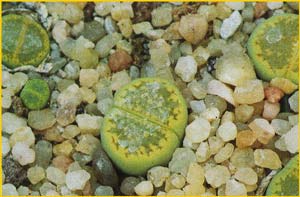    'Green Soapstone' ( Lithops hallii 'Green Soapstone' )
