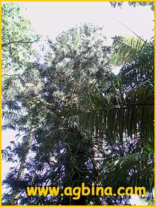   ( Araucaria columnaris )