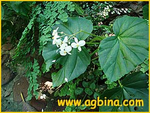      ( Begonia minor )