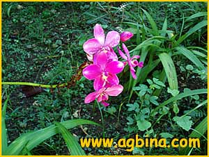    /   ( Bletilla striata / hyacinthina  )