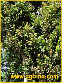   ( Coccoloba diversifolia )