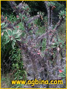    ( Euphorbia didieroides )