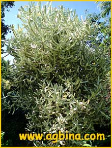    ( Euphorbia lactea  alba )
