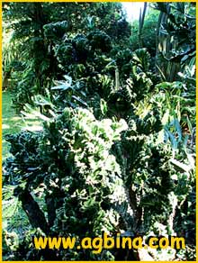    ( Euphorbia lactea cristata )
