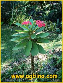   /    ( Euphorbia milii / splendens )