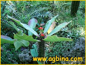   ( Euphorbia viguieri )