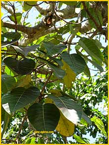   ( Ficus cordifolia )