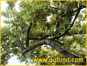   .  ( Ficus elastica var. variegata )