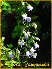   ( Adenophora pereskiifolia / A. latifolia )