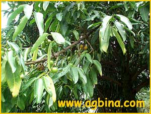 Гарциния приземистая ( Garcinia humilis )