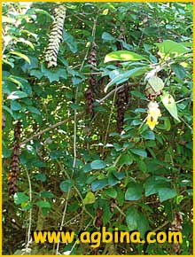  ( Gmelina hystrix / philippensis )