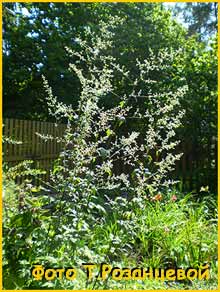    ( Artemisia lactiflora )