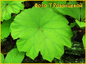    ( Astilboides tabularis )