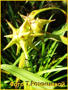   ( Carex grayi )