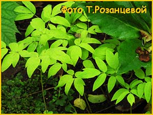   ( Caulophyllum robustum )