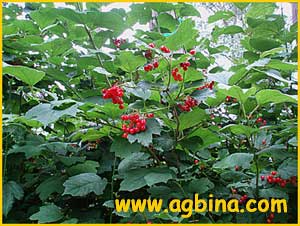   ( Viburnum acerifolium )