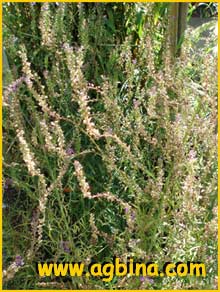   ( Linaria purpurea )