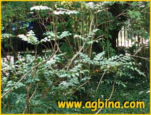    ( Mahonia japonica )