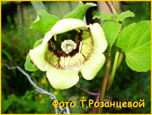   ( Codonopsis rotundifolia )