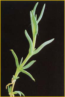   ( Malephora lutea )