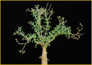     ( Mestoklema  / Mesembryanthemum arboriforme )