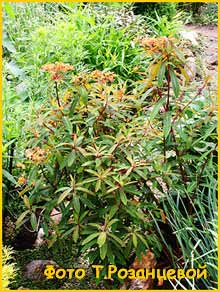   ( Euphorbia griffithii )