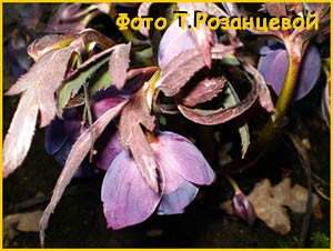   /  ( Helleborus purpurascens )